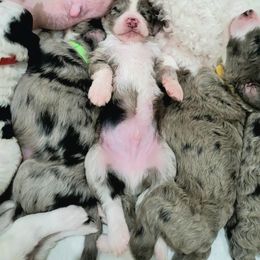 Aussiedoodle Puppies from Southwest Florida Doodles