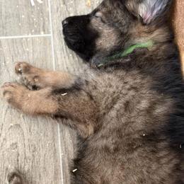 Rowen   Green collar - Sable male German Shepherd puppy in Winterport, Maine from Vom Stevens Old Fashioned German Shepherds