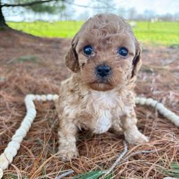 Brody - Apricot male Poodle puppy in Utica, Ohio from Poodle Me Crazy