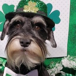 Basil - Black and silver Miniature Schnauzer puppy in Vernal, Utah from High Uinta Schnauzers