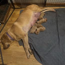 Girl 4 - Yellow female Labrador Retriever puppy in Nova, Ohio from Cary’s Buck Creek Farm LLC