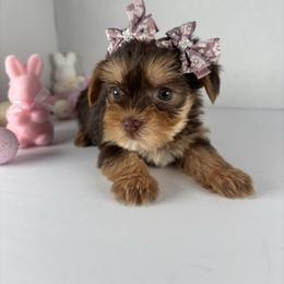 Tiny Chocolate girl - Chocolate and tan female Yorkshire Terrier puppy in Dahalonega, Georgia from Country Dog Kennels.