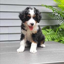 Harper - Tri-color male Bernedoodle puppy in Narvon, Pennsylvania from Beartown Doodles