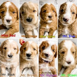 Goldendoodle Puppies from Upper Bay Goldendoodles