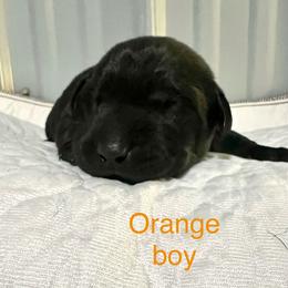 Orange - Black male Labrador Retriever puppy in Monticello, Georgia from Hollow Meadows Retrievers