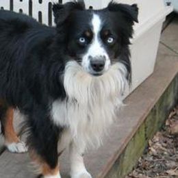 Miniature American Shepherd All Grown Up from KnappTyme AKC Miniature American Shepherds