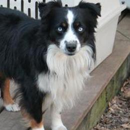 Miniature American Shepherd All Grown Up from KnappTyme AKC Miniature American Shepherds