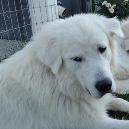 Maremma Sheepdog All Grown Up from The Ewe Crew Homestead LLC