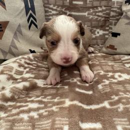 Miniature Australian Shepherd Puppies from B&B Little Aussie Gems