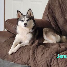 Jersey - Pomsky