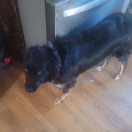 Dixie - Australian Shepherd