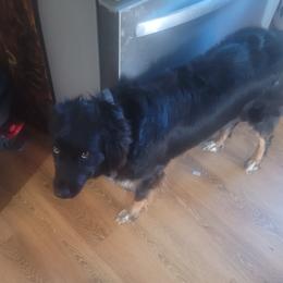 Dixie - Australian Shepherd