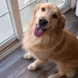 Denver - Golden Retriever