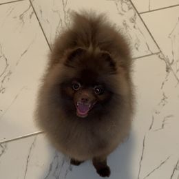 Mousse - Chocolate male Pomeranian puppy in Willis, Texas from Treasured Jewels Pomeranians