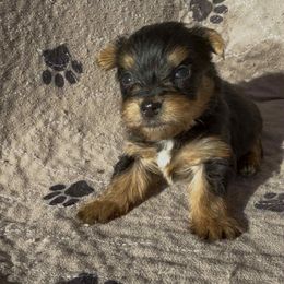 Green collar Boy 5 - Black and tan male Yorkshire Terrier puppy in Houston, Texas from Little things