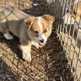 Sweetie Pie - Sable female Pembroke Welsh Corgi puppy in Millsap, Texas from Punchy Pembroke Ranch