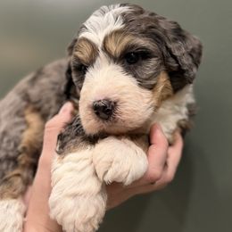 Jager - Merle male Bernedoodle puppy in Anchorage, Alaska from Anchorage Bernedoodles