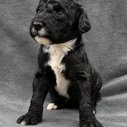 Stark (Iron Man) - Black male Poodle puppy in Lecanto, Florida from Lecanto Puppy