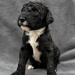 Stark (Iron Man) - Black male Poodle puppy in Lecanto, Florida from Lecanto Puppy