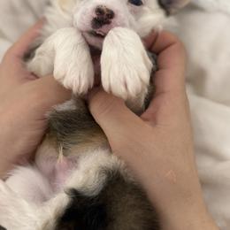 Chinese Crested Puppies from Alvarez Chinese Crested