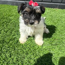 Girl white - Parti female Yorkshire Terrier puppy in Massachusetts from Happy Tail Yorkies and Maltese