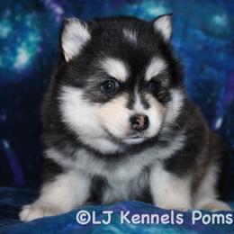 Boy 1 - Black and white male Pomsky puppy in Centerville, Iowa from LJ Kennels Pomskies, LLC