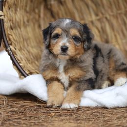 Aussiedoodle and Poodle Puppies from Cedar Wood Farms