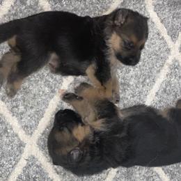 German Shepherd Puppies from At Redwood Runs