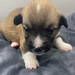 White boy - Red male Pembroke Welsh Corgi puppy in Adairsville, Georgia from R&R Corgis