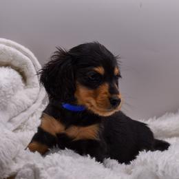 Blue collar female - Black and tan female Dachshund puppy in Maurice, Louisiana from Hart Dachshunds