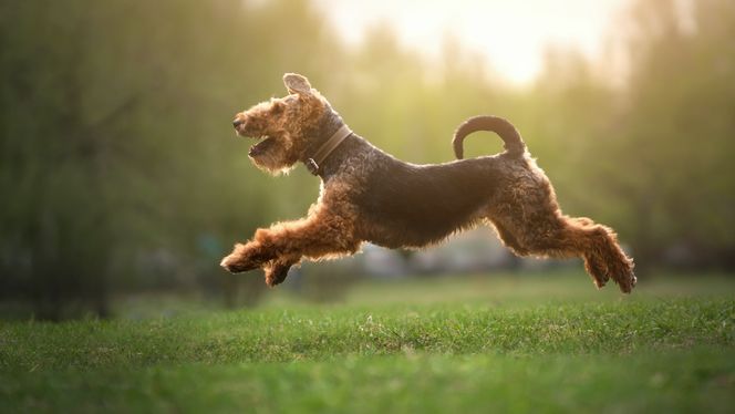 Welsh Terrier