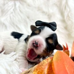 Vincent - Black tan and white male Biewer Terrier puppy in Winslow, Arkansas from Morning Glory Puppies