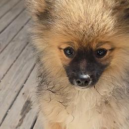 Simba - Beaver sable male Pomeranian puppy in Newport News, Virginia from Itty Bitty Poms