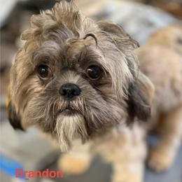 Brandon - Brindle male Shih Tzu puppy in Victorville, California from RUMBLE n TUMBLE