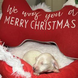 Piebald ee - Cream female Dachshund puppy in Crestview, Florida from Neverending Dachies