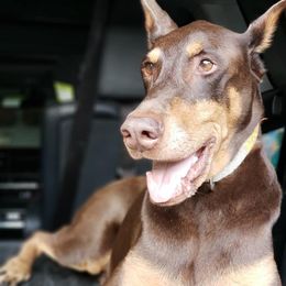 Doberman Pinschers from Bellisa Dobermans