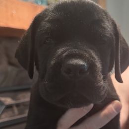 Cane Corso Puppies from Protectors in the Palms