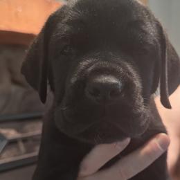 Cane Corso Puppies from Protectors in the Palms
