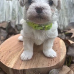 Peppermint Patty - White female Maltese puppy in Raleigh, North Carolina from Loveable Litters