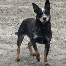 SIERRA - Australian Cattle Dog