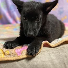 German Shepherd Puppies from Pocono GSD