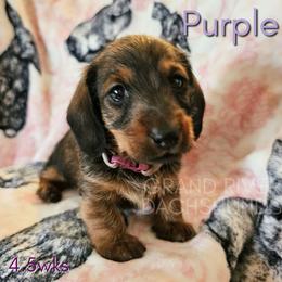 Purple Boy - Red male Dachshund puppy in South Dakota from Grand River Dachshunds