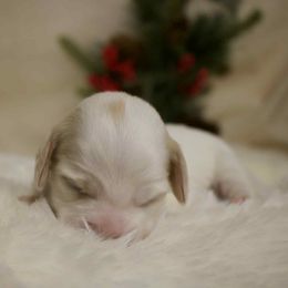 Lyla - Piebald female Dachshund puppy in Chillicothe, Ohio from Brittney's Dachshunds