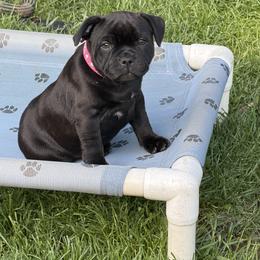 Girl 1 - female Staffordshire Bull Terrier puppy in Columbus, Ohio from Bullwark Staffordshire Bull Terriers