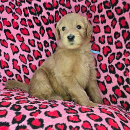 Dustin - Apricot male Goldendoodle puppy in Georgetown, Tennessee from Georgetown Designer & Purebred Puppies