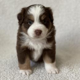 Jensen - Red tri male Miniature Australian Shepherd puppy in Wesley Chapel, Florida from August Oaks Aussies