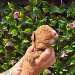 Woody - Red male Australian Labradoodle puppy in Orange, California from Little Kingdom Doodles