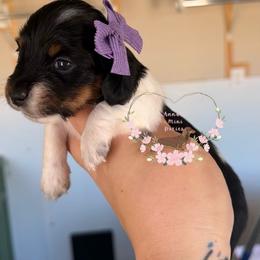 Ash AKC - Piebald female Dachshund puppy in Pope, Mississippi from Anna’s Mini Doxies