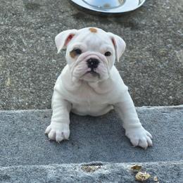 Dottie - White female Bulldog puppy in Harrisburg, Pennsylvania from Central PA WiggleButts Bulldogs
