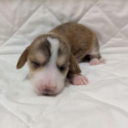 1 momma's lil mini me - Dapple male Dachshund puppy in Central Point, Oregon from MRS Long Dog Ranch